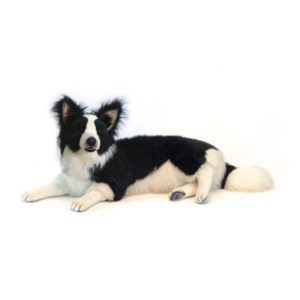 Life-size and realistic plush animals.  4564 - BORDER COLLIE LAYING 34''L